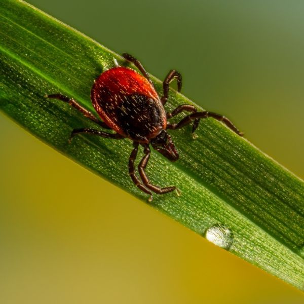 A close up of a tick on a green leaf with a drop of water on it.