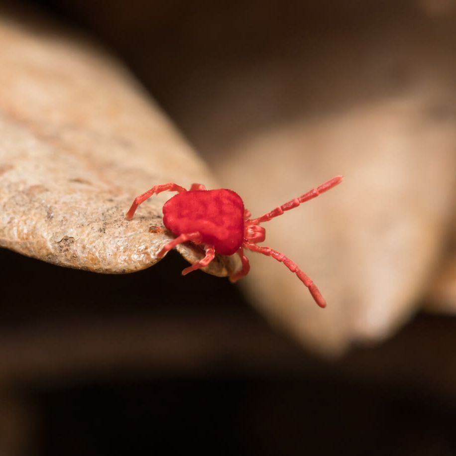A small red bug is sitting on a leaf.