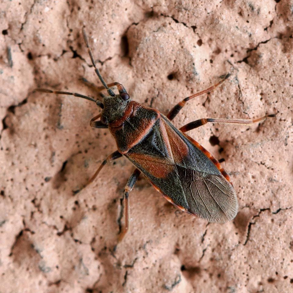 A close up of a bug on a brick wall