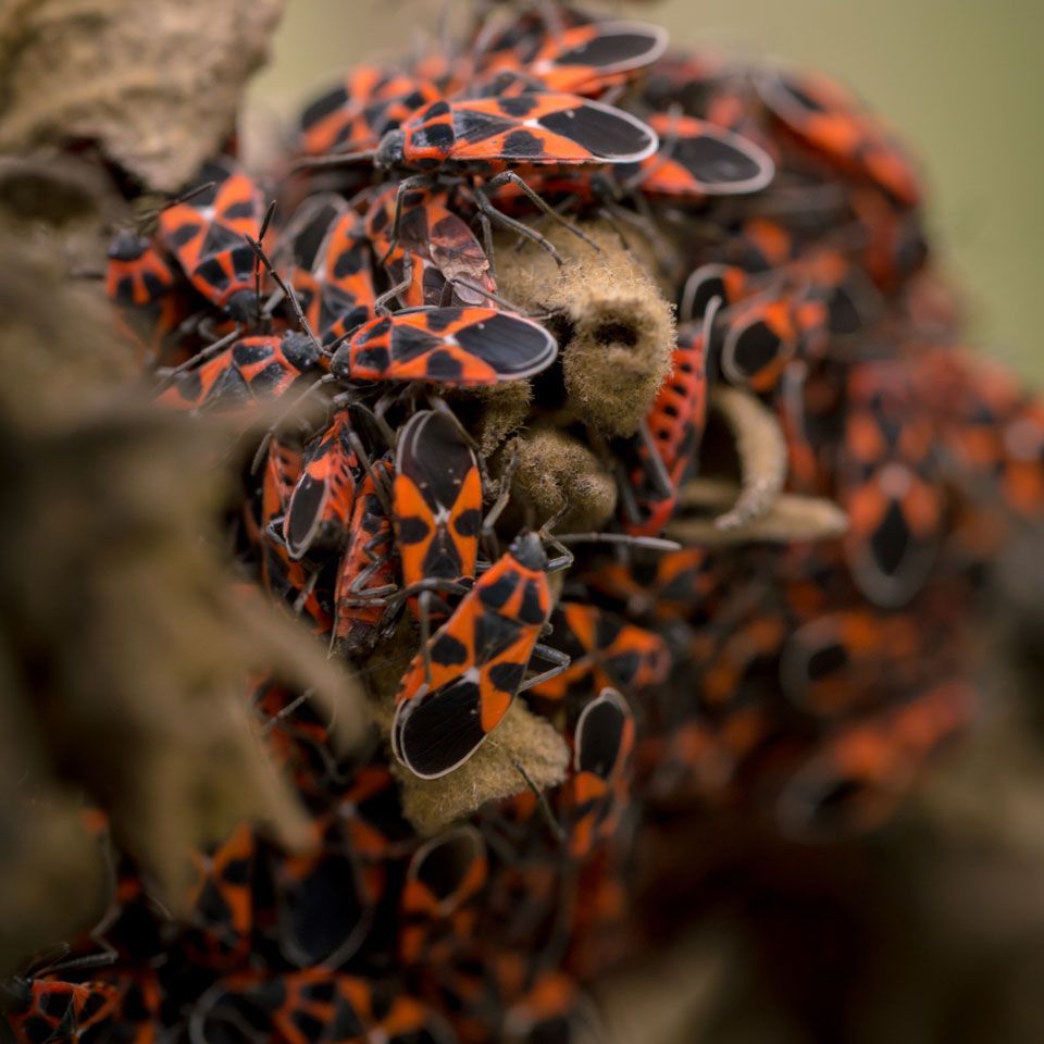 A bunch of red and black bugs on a tree branch