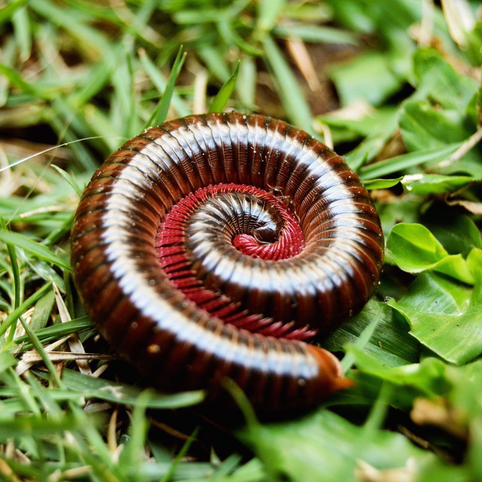 A close up of a millipede in the grass