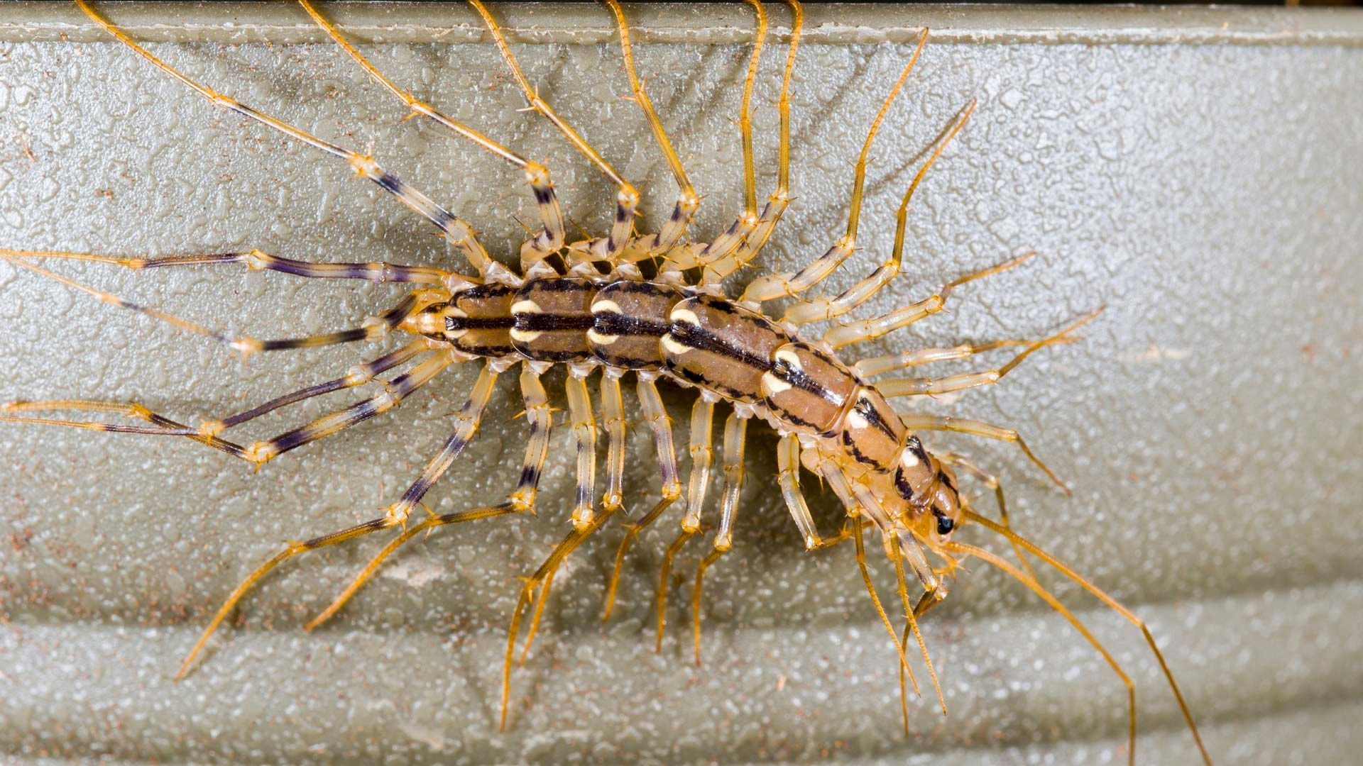 A close up of a house centipede on a white surface.