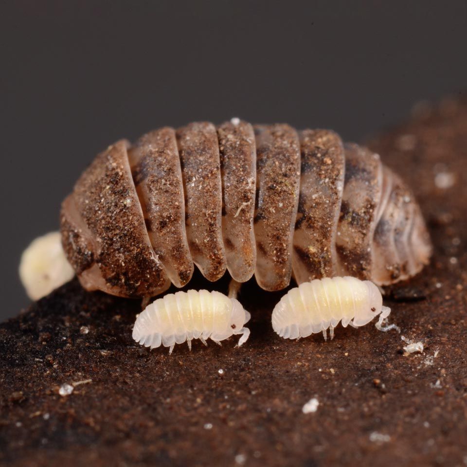 A close up of a brown and white bug on a rock