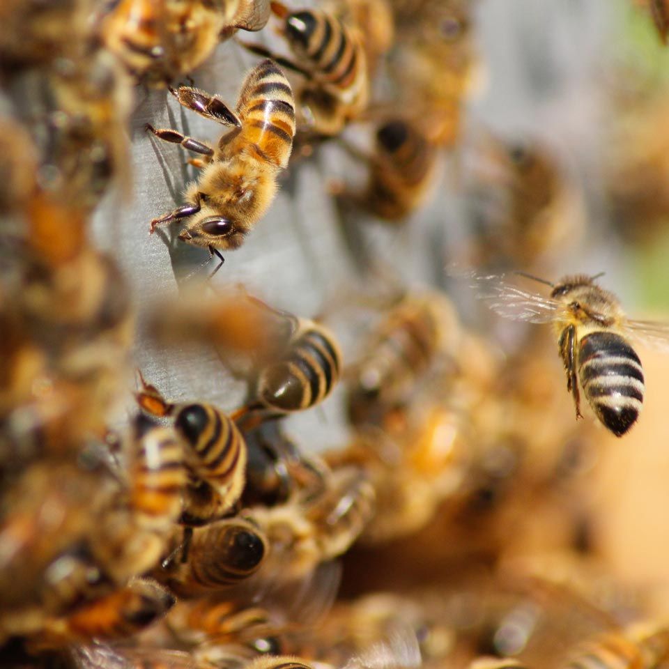 A close up of a beehive with a bee flying around.