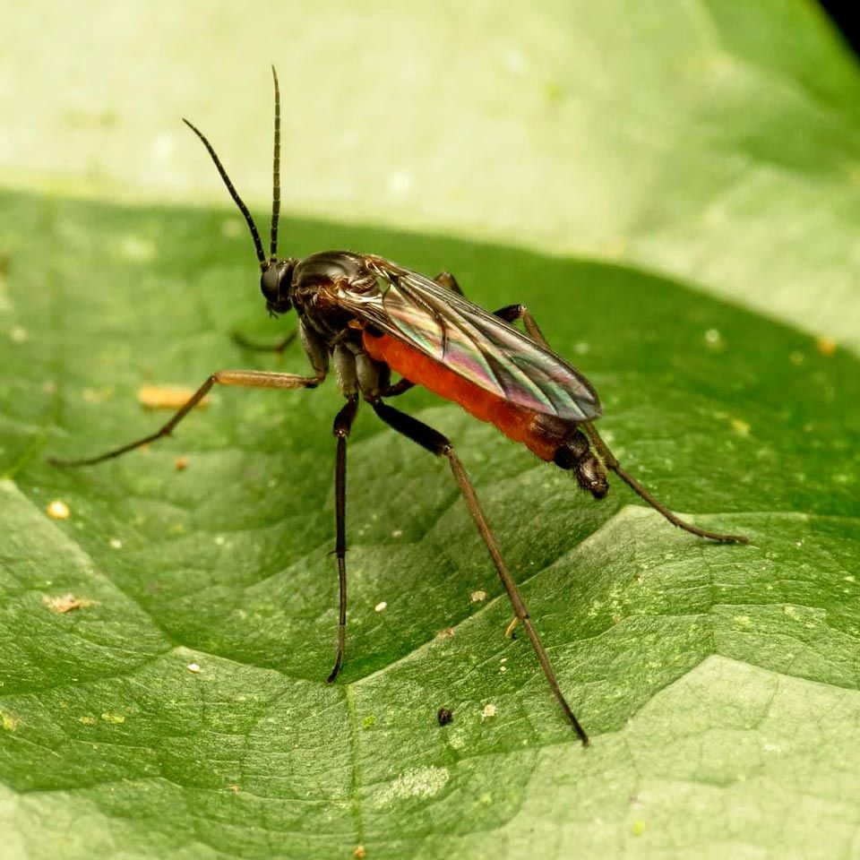 A close up of a mosquito on a green leaf