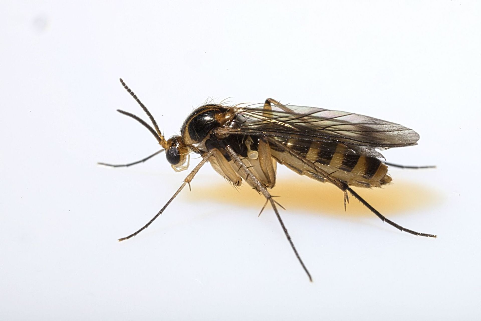 A close up of a mosquito on a white surface.