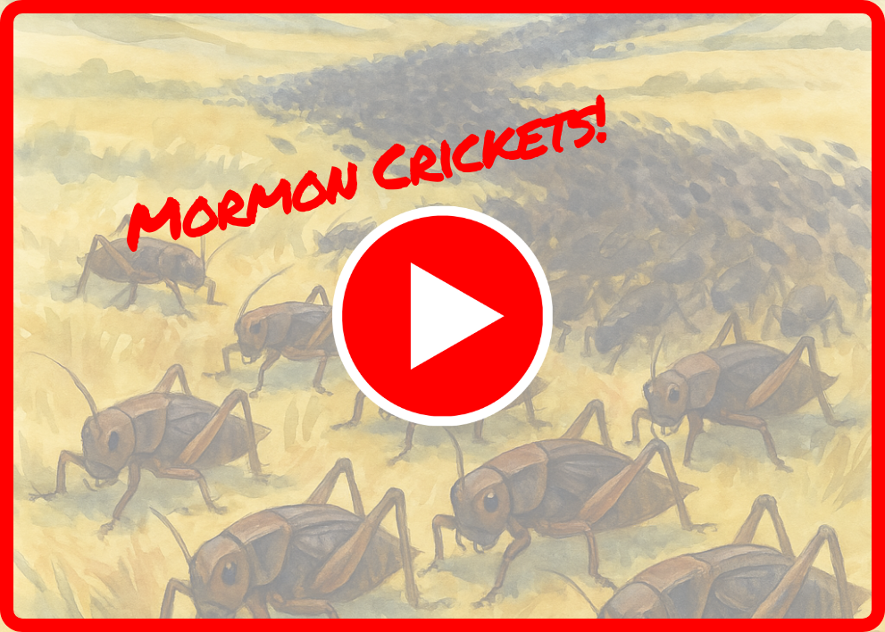 Illustration: Mormon crickets in a field, with a large swarm in the background. Play button.