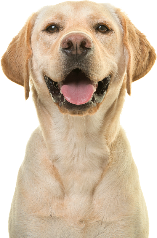 A close up of a dog with its tongue out on a white background.