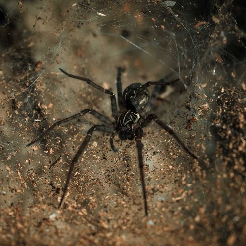 A close up of a spider in a web on the ground.