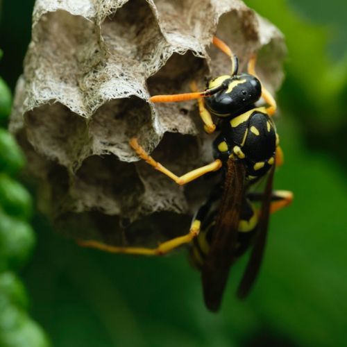 A close up of a wasp on a nest