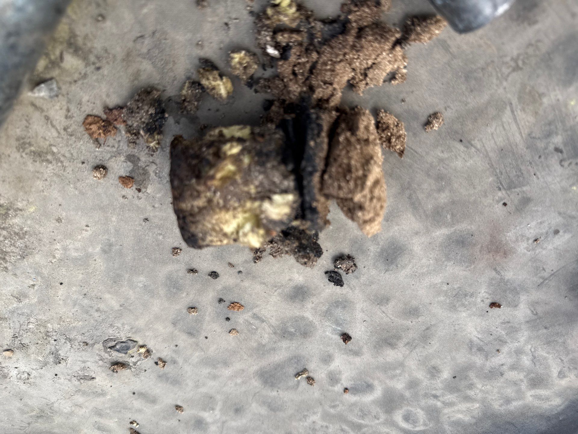 Close-up of two small brown clumps and scattered dirt on a gray concrete surface