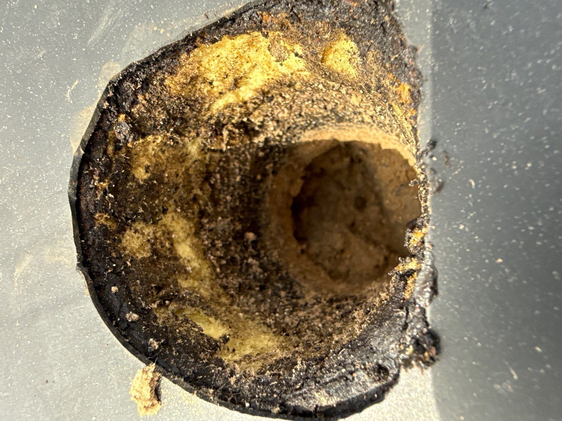Close-up of a dark, shell-like object with a golden, textured center on a light gray surface