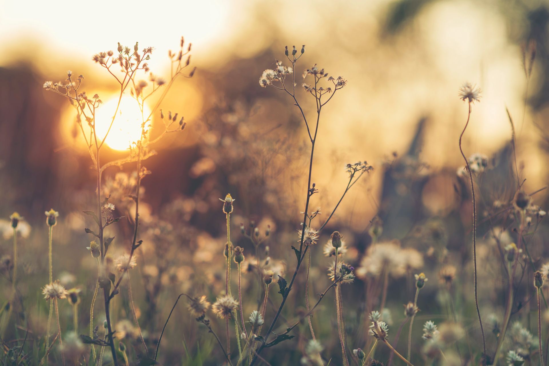 A close-up view of delicate wildflowers backlit by a soft, warm, golden sunset in a field.