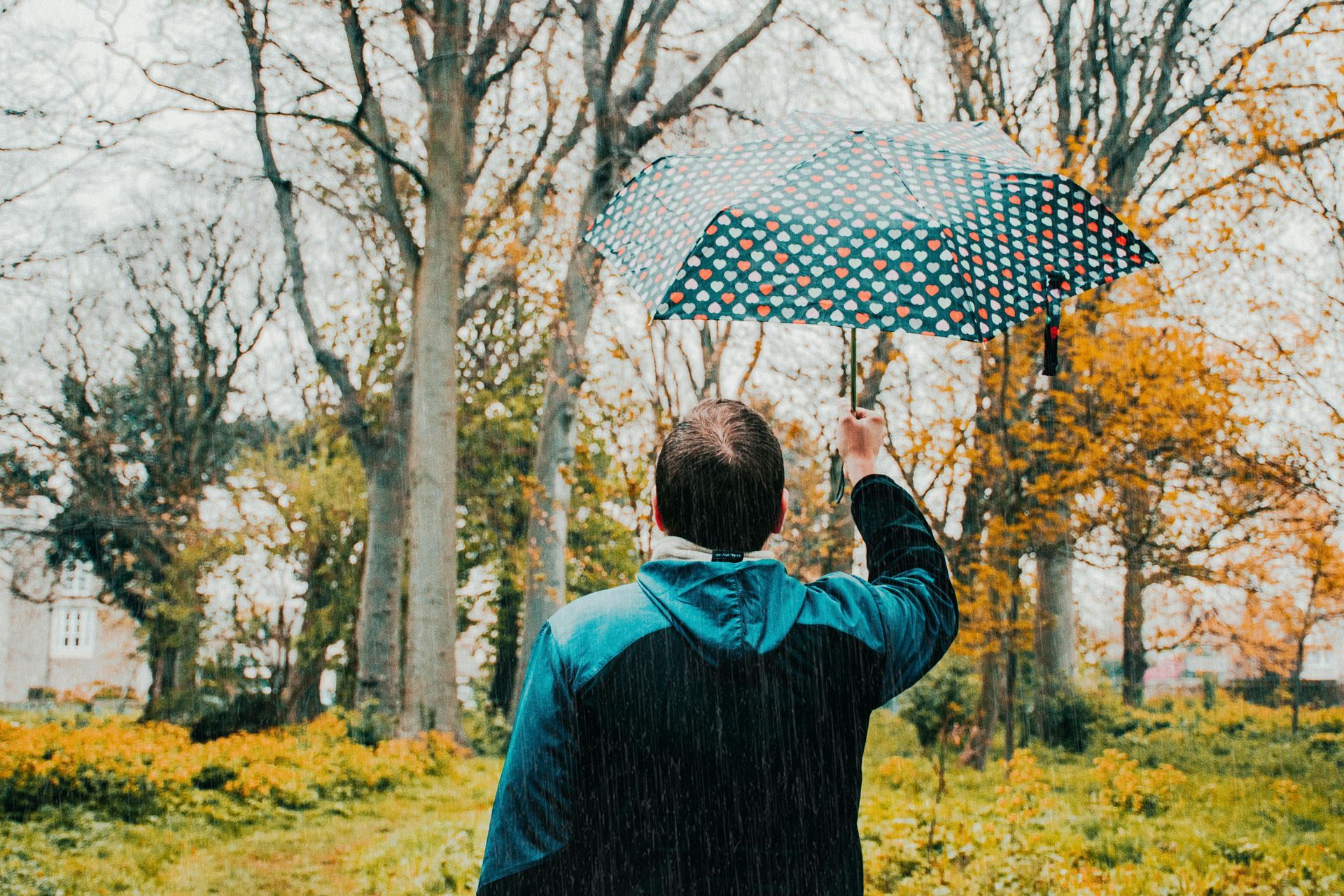 A person from behind holds a polka-dot umbrella while walking through an autumn forest with yellow ground foliage.