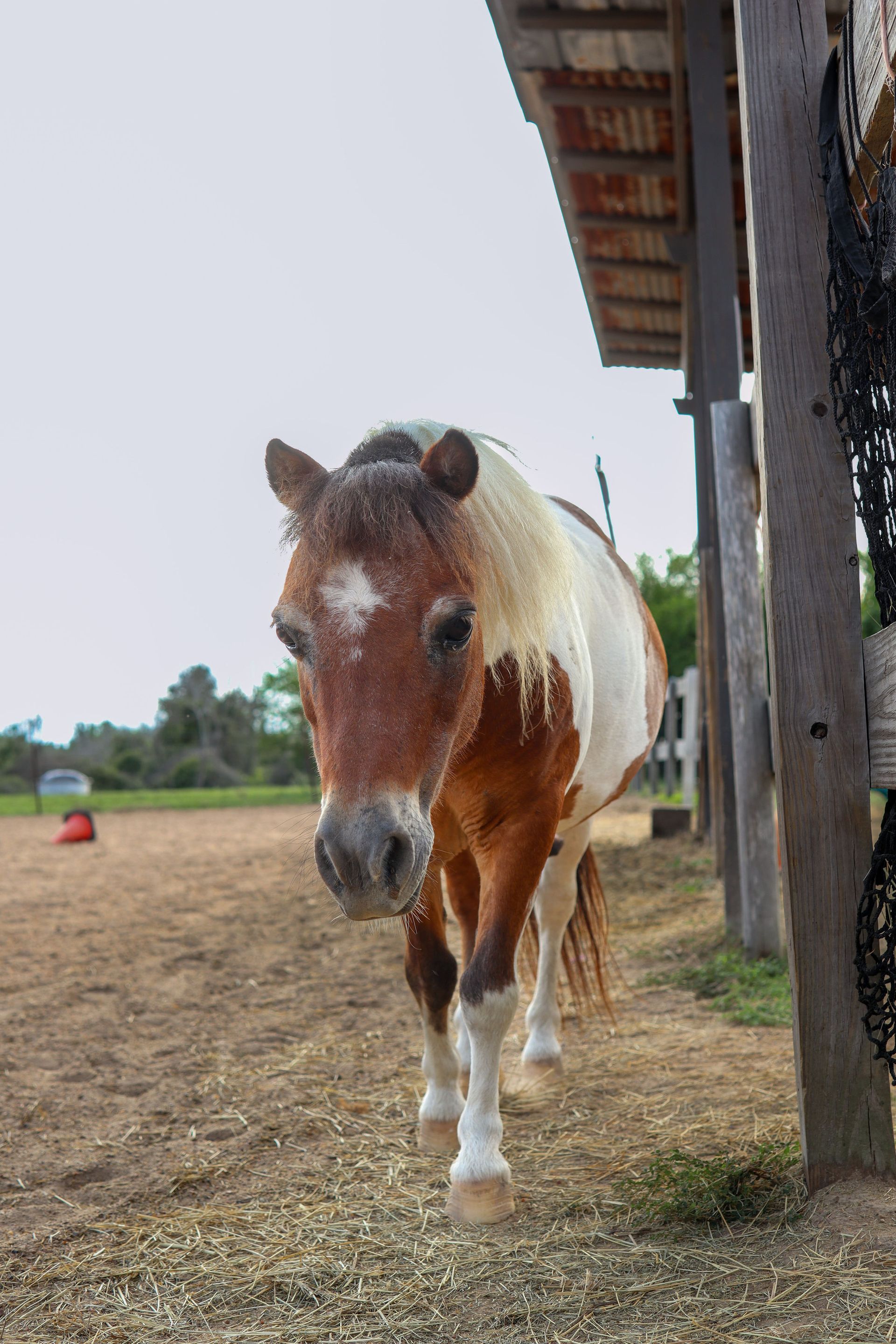Horses