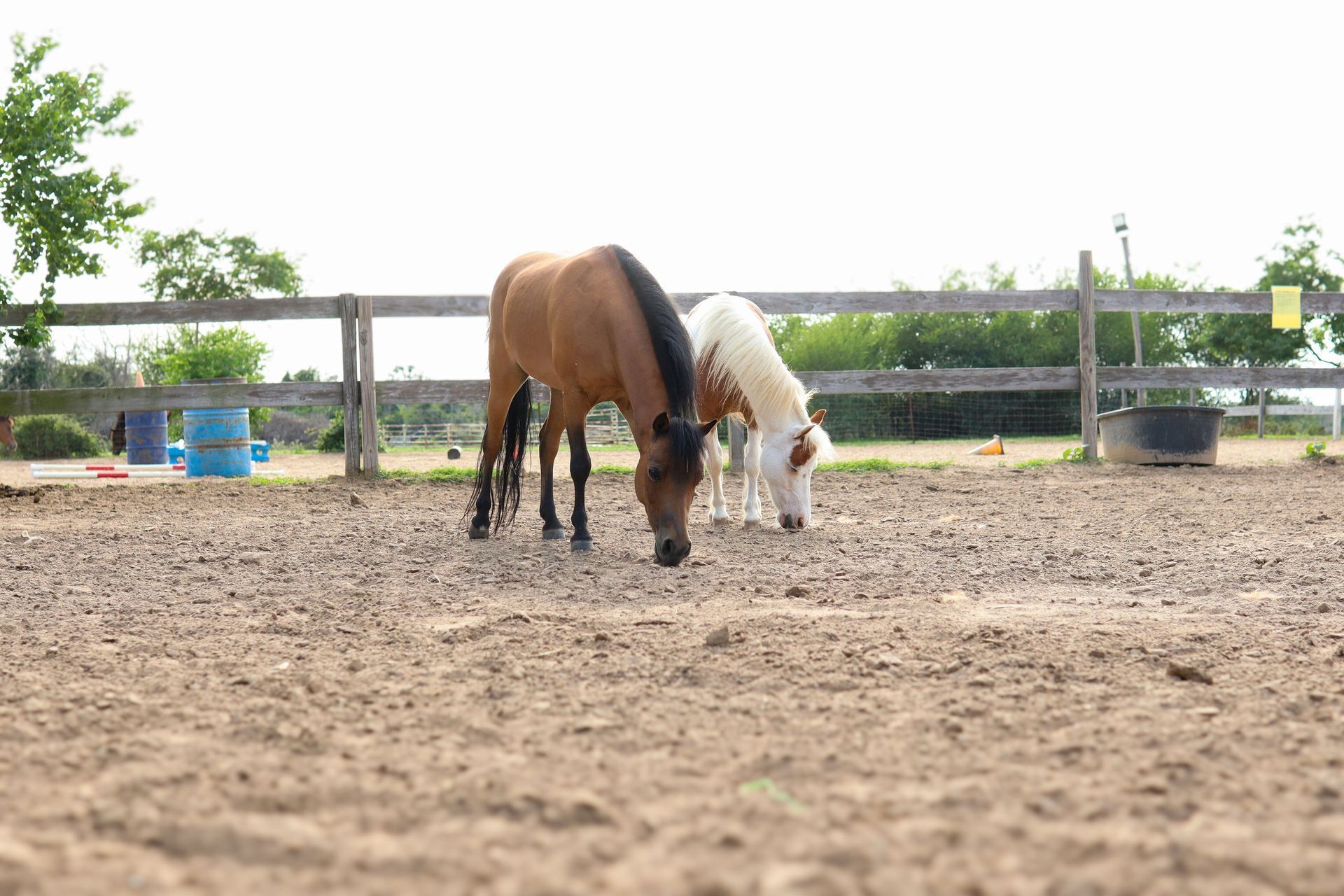 Horses