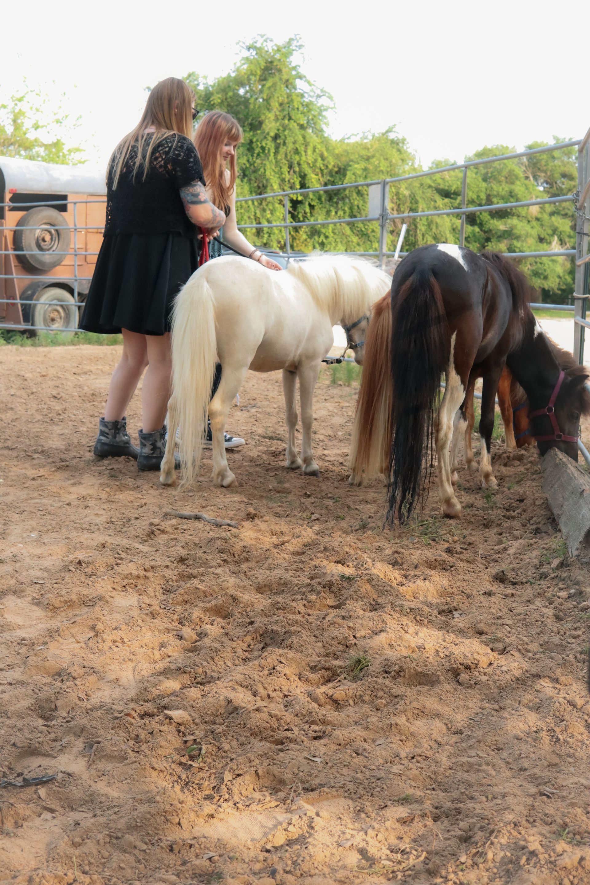 Horses
