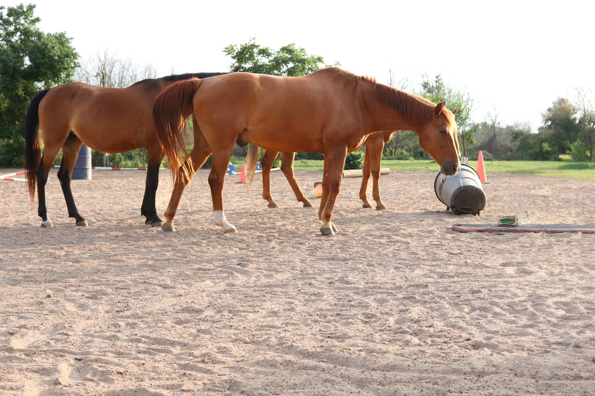 Horses