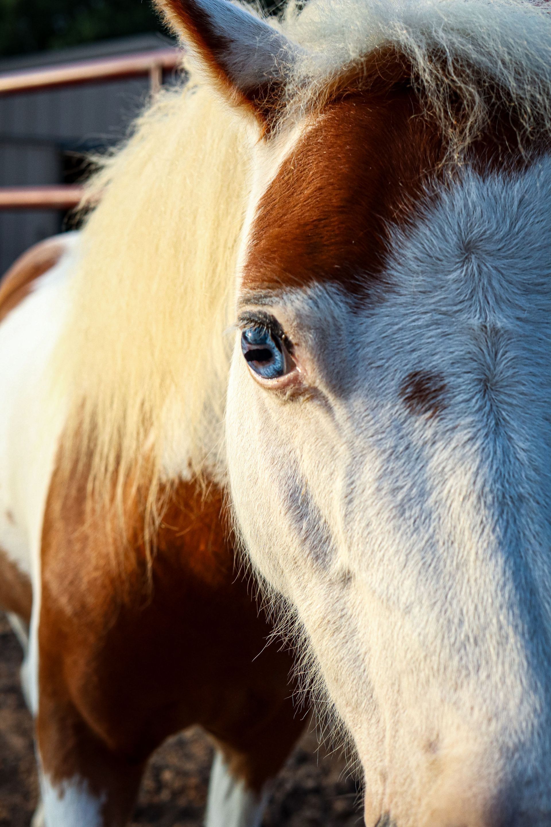 Horses