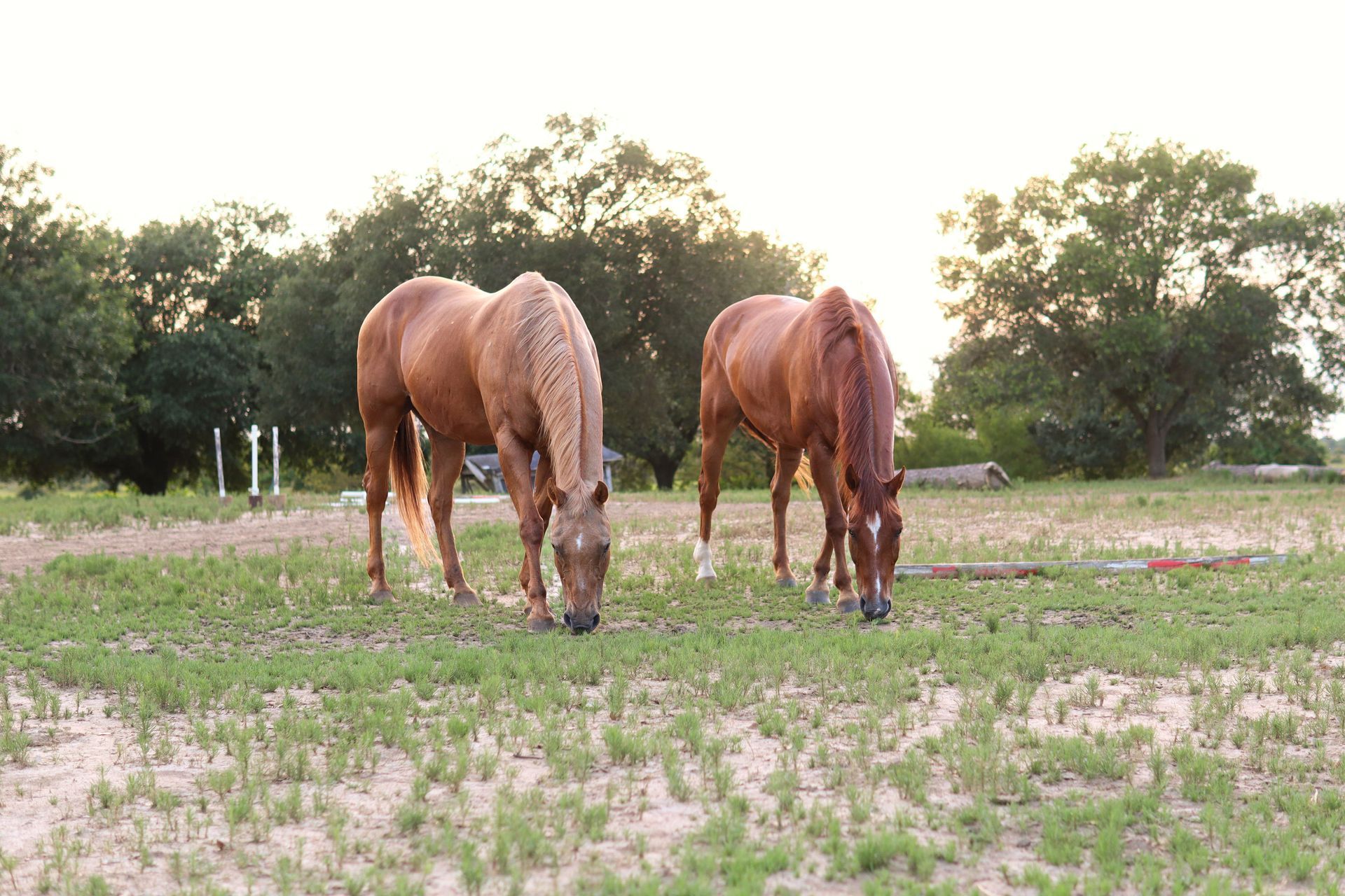 Horses