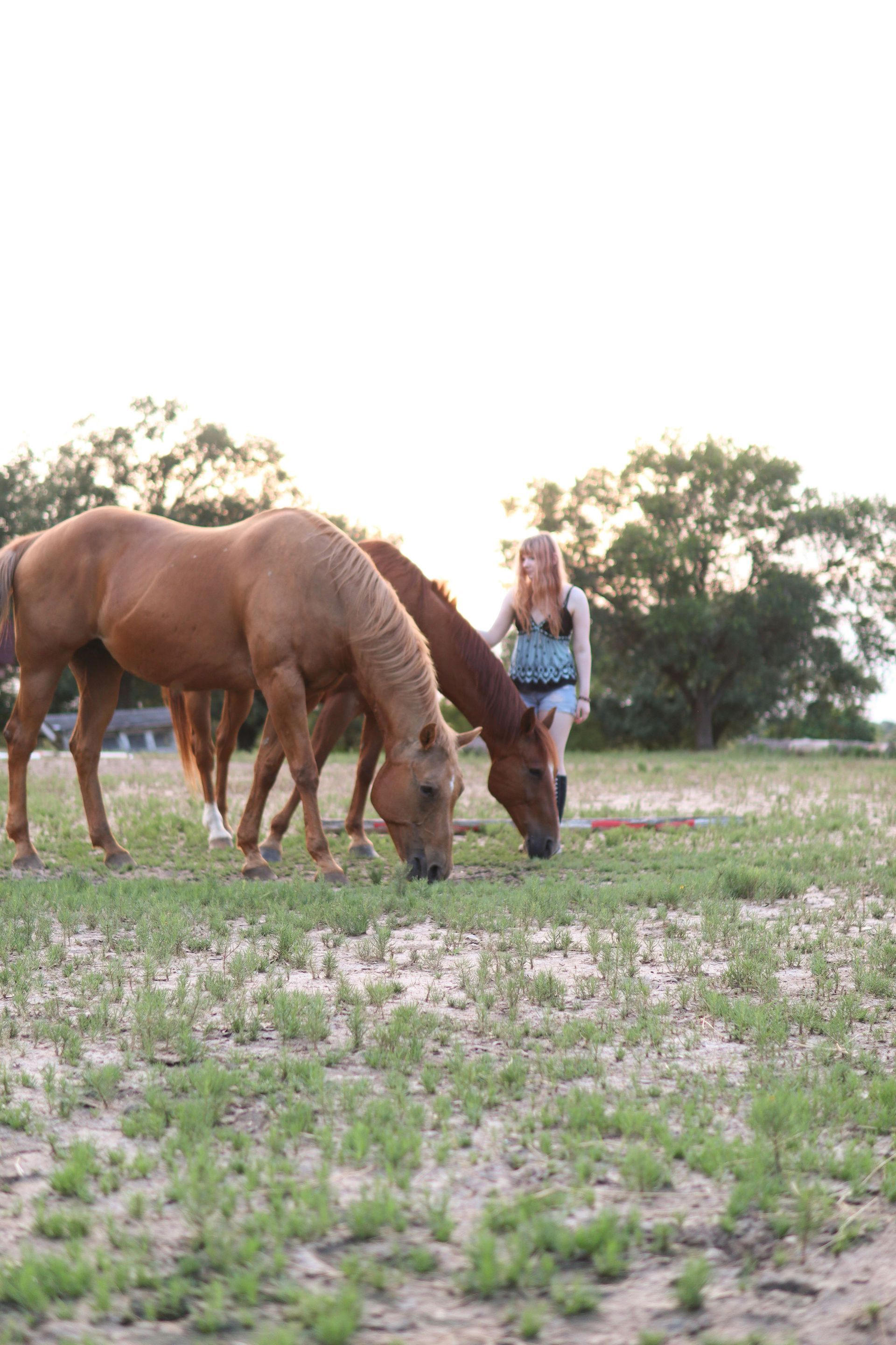 Horses