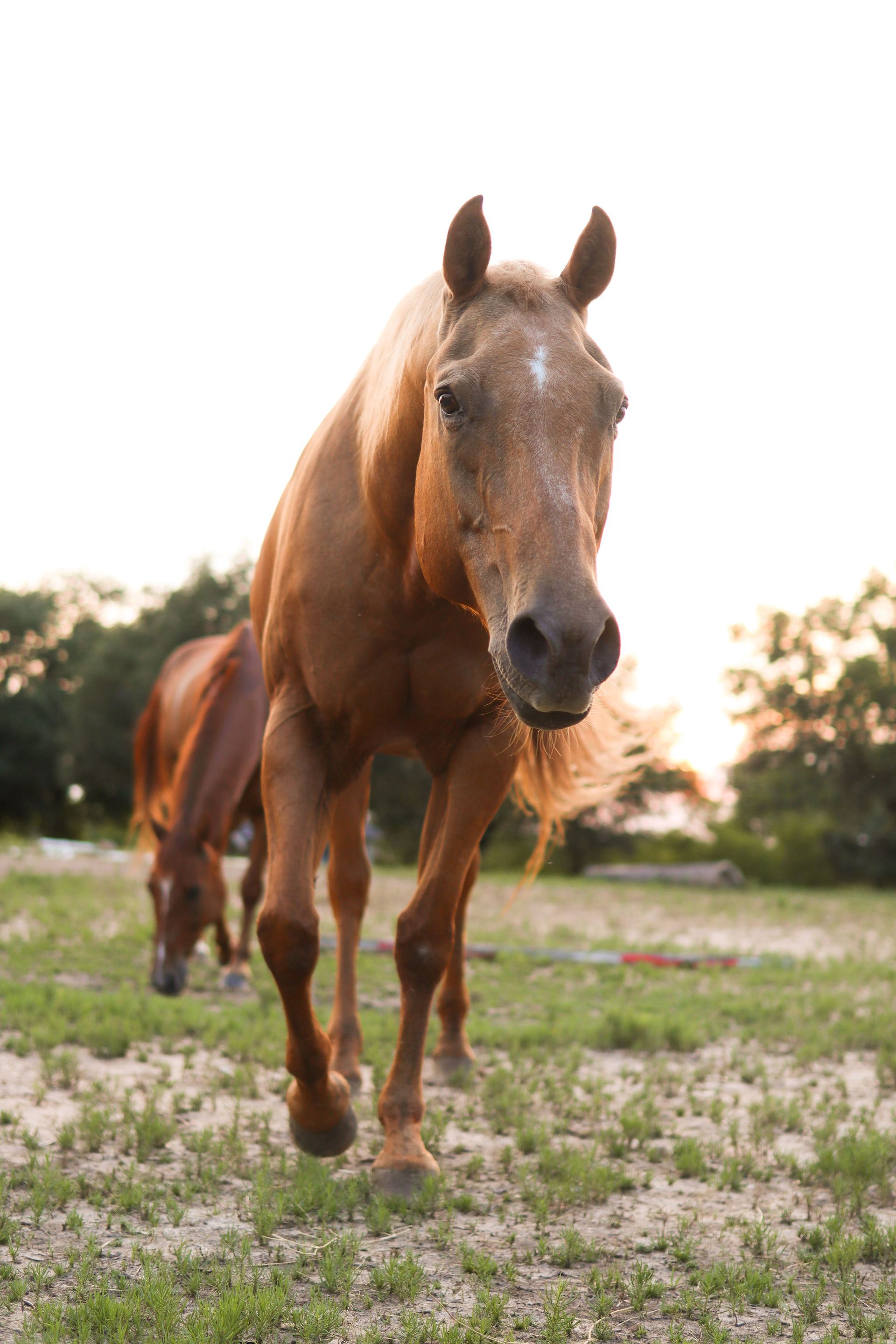 Horses Horses