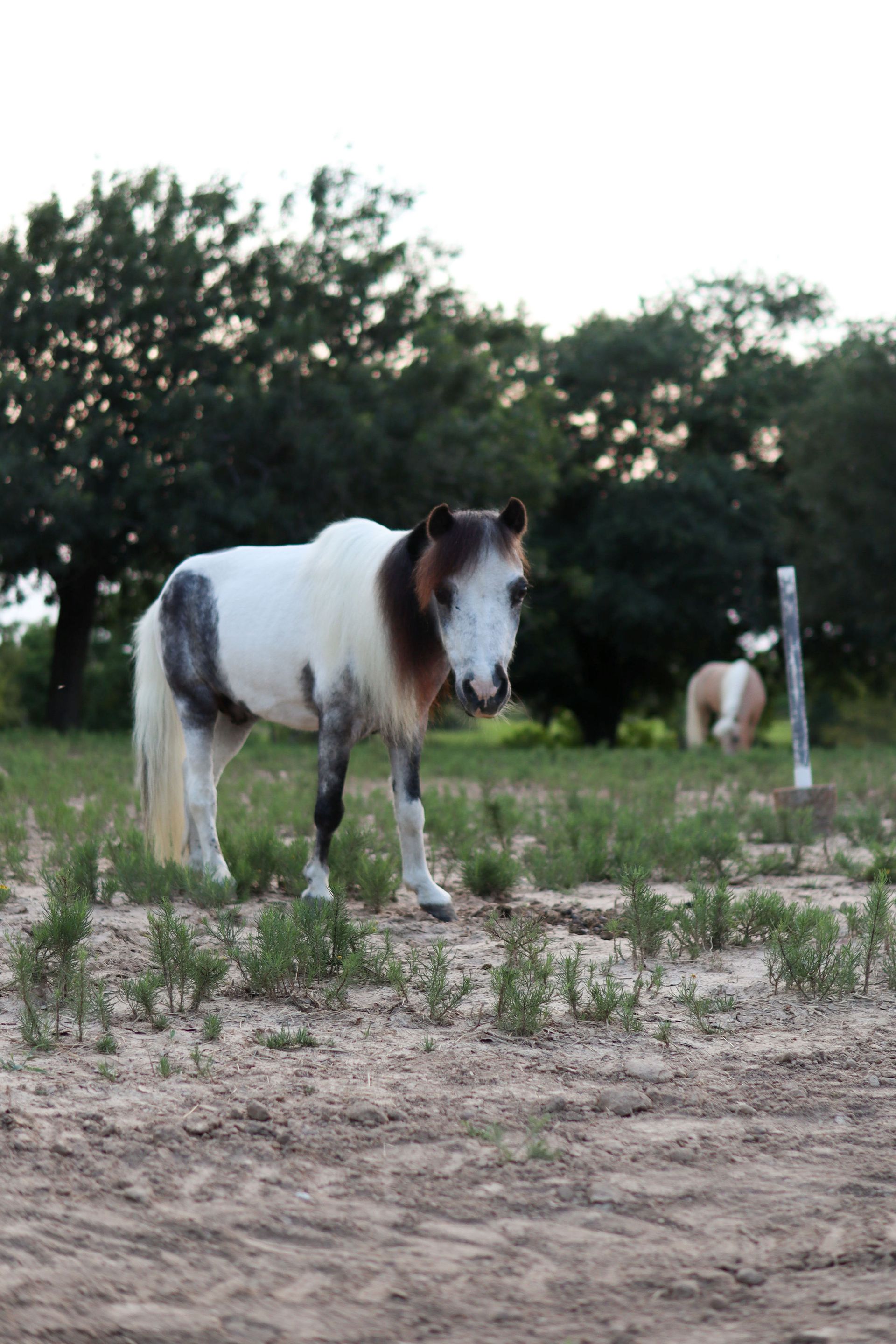 Horses
