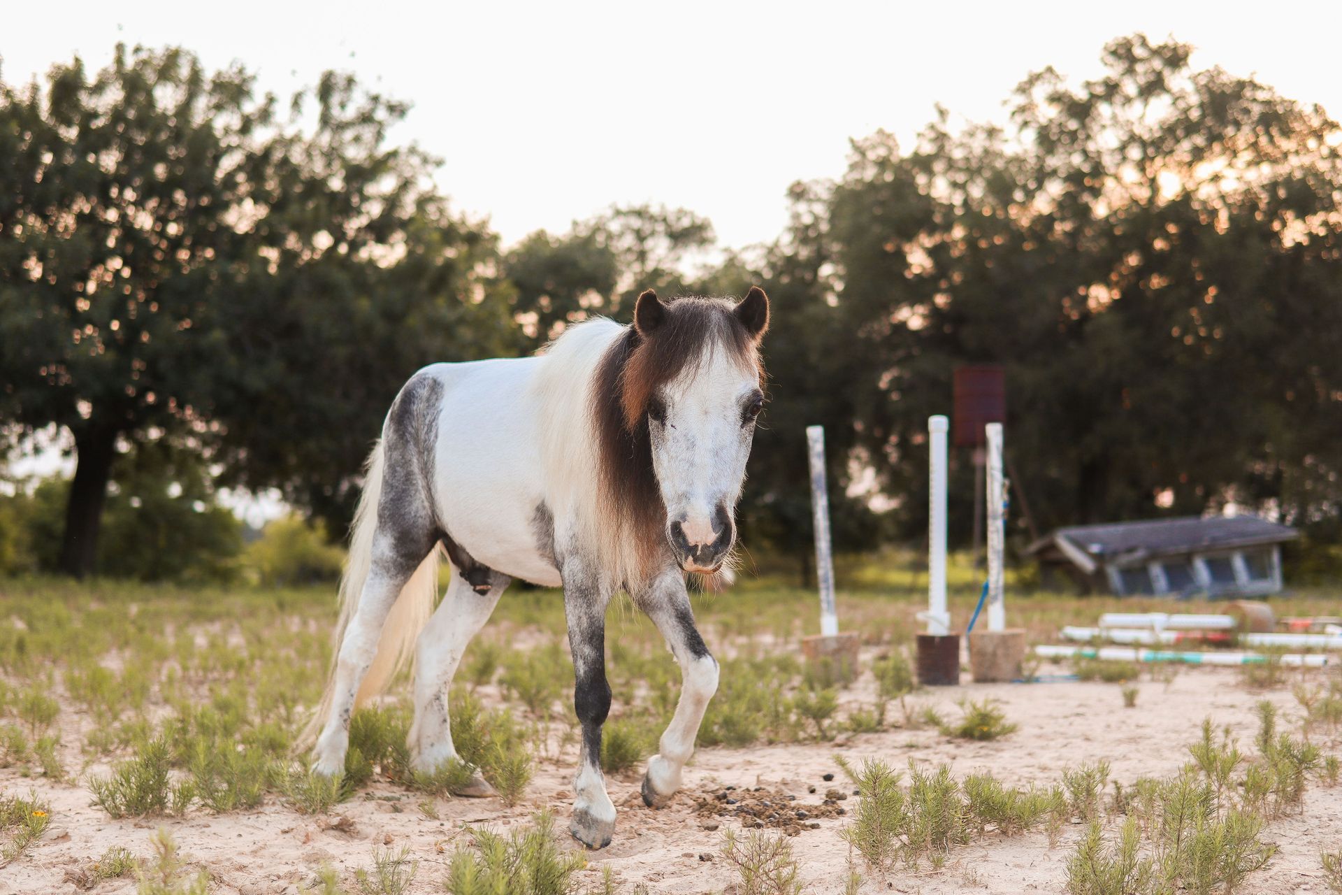 Horses