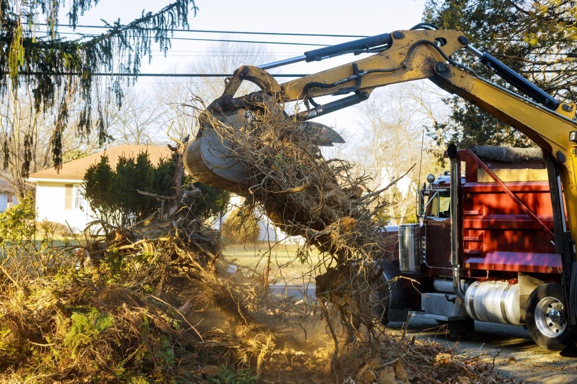 An image of Tree Removal in Winter Haven FL