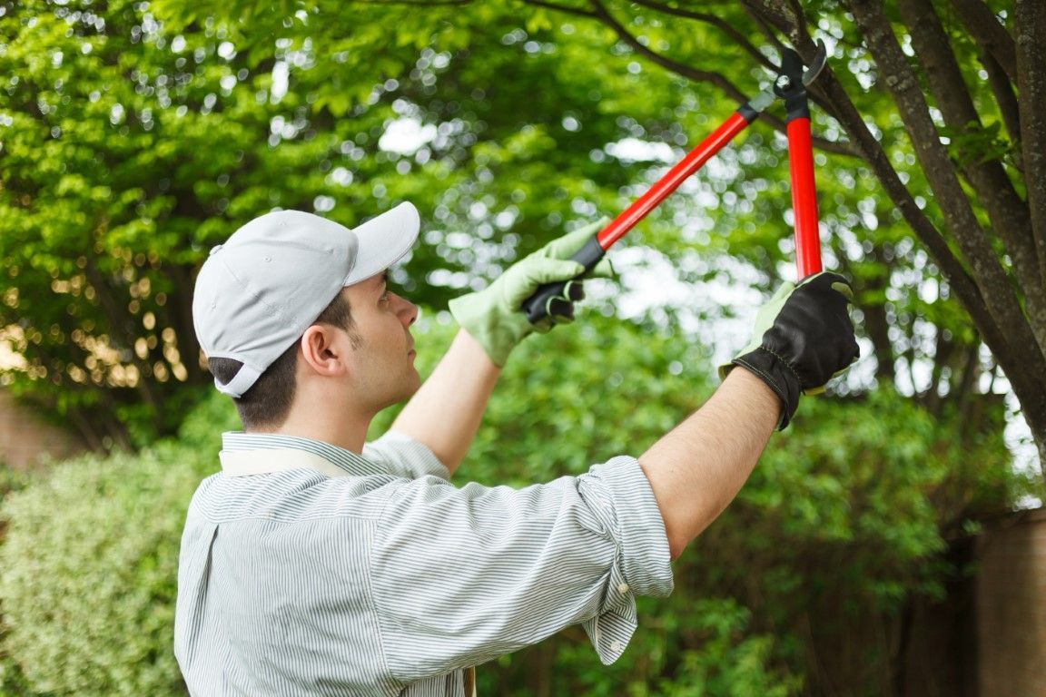 An image of Tree Trimming in Winter Haven FL