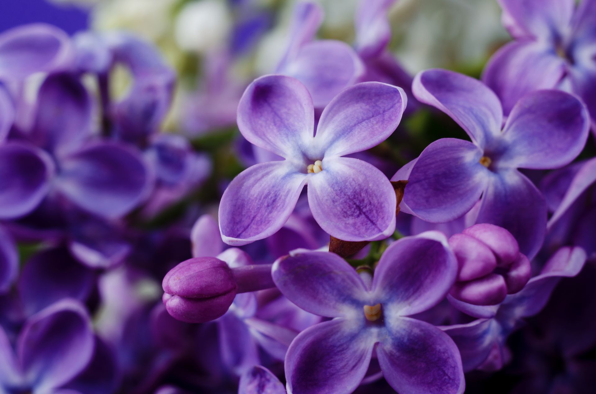 Purple lilac blossoms in soft focus, with clustered flowers and buds
