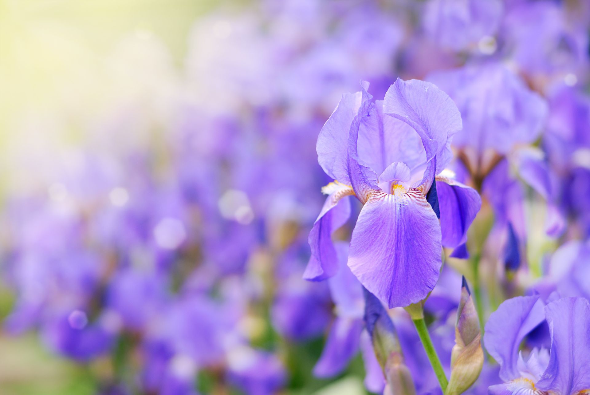 Purple iris flowers in soft focus with a blooming flower in the foreground