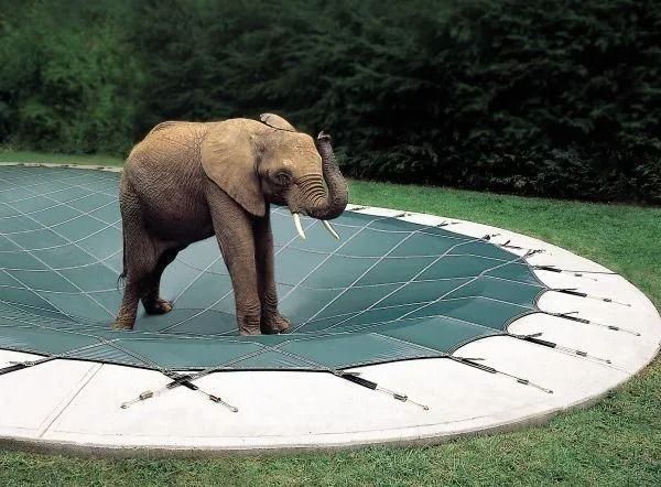 Elephant standing on a glass platform in a grassy outdoor area, with trees in the background