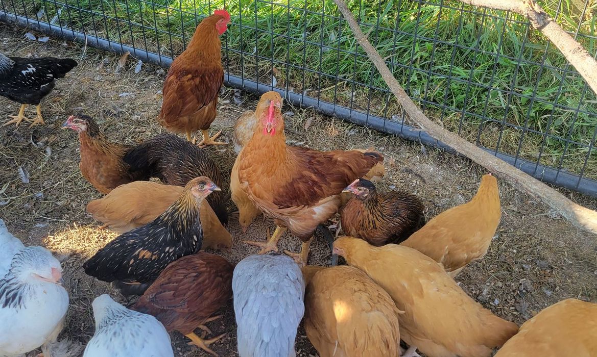 A group of chickens are standing next to each other on the ground.