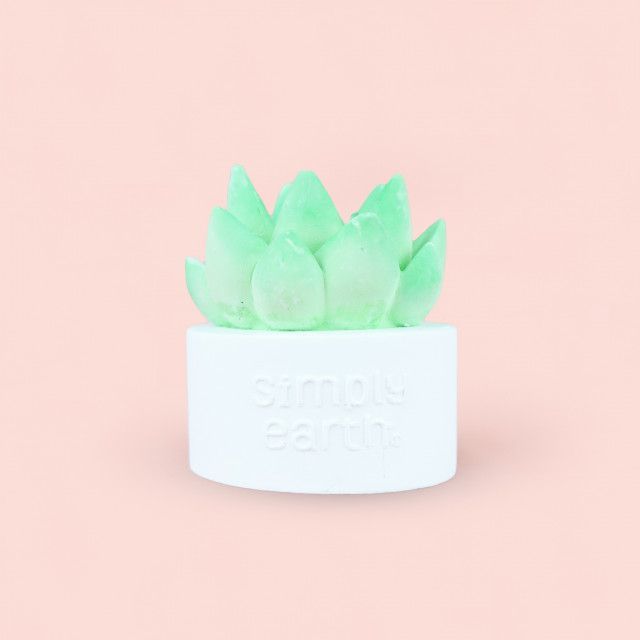 A green succulent in a white pot on a pink background.