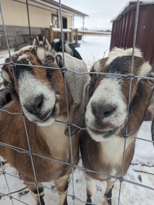 Two goats are standing next to each other behind a wire fence.