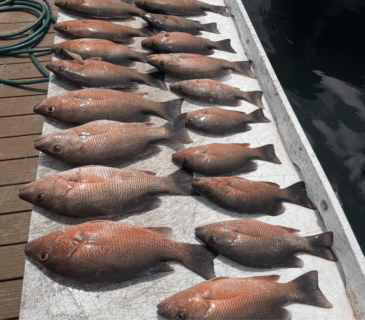 A bunch of fish are lined up on a dock
