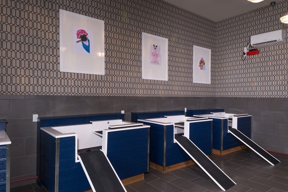Indoor dog wash stations with blue partitions, white counters, and individual ramps in a room with patterned wallpaper at Silver Collection at Cosner's Corner in Fredericksburg, VA.