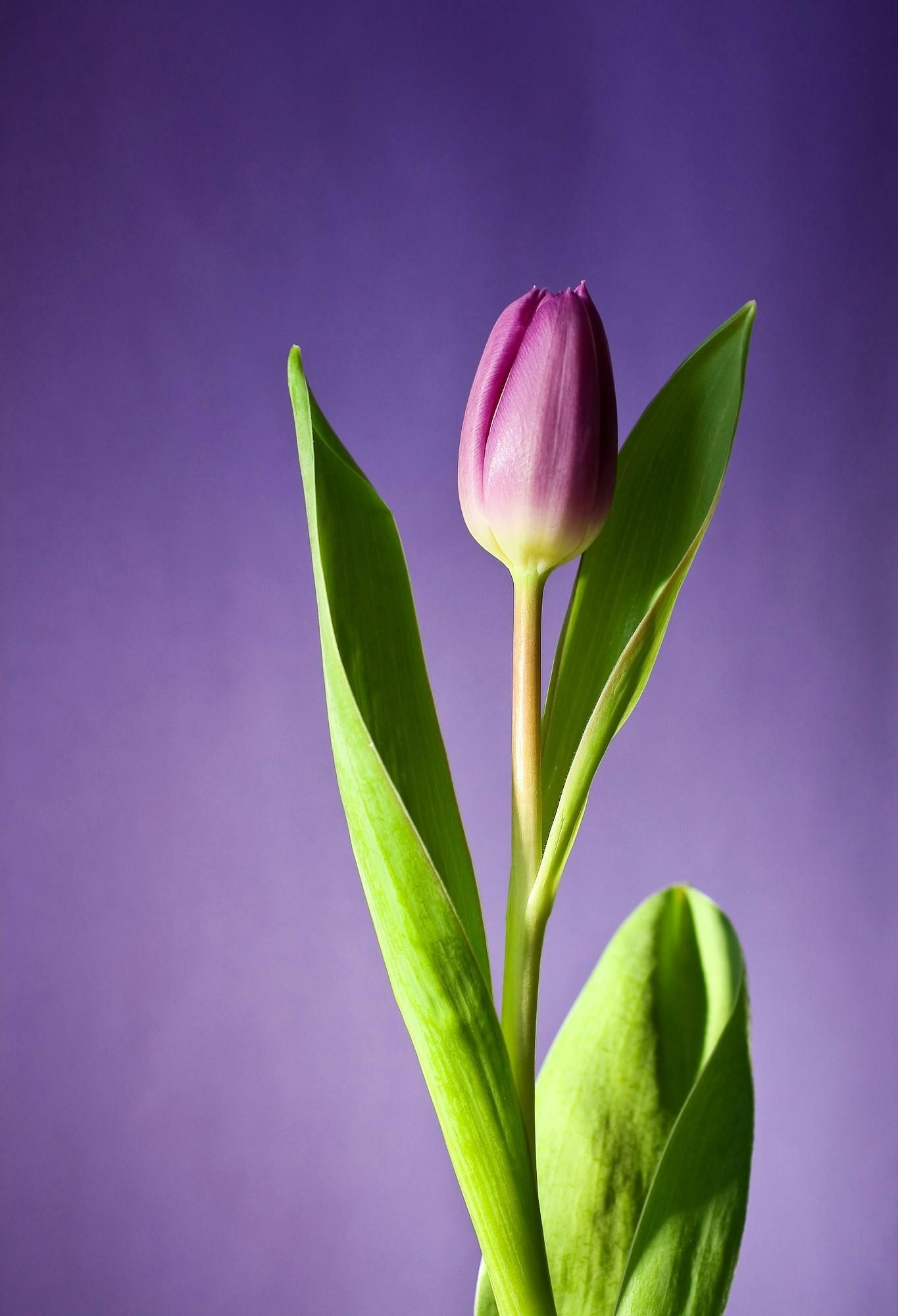 tulp rose