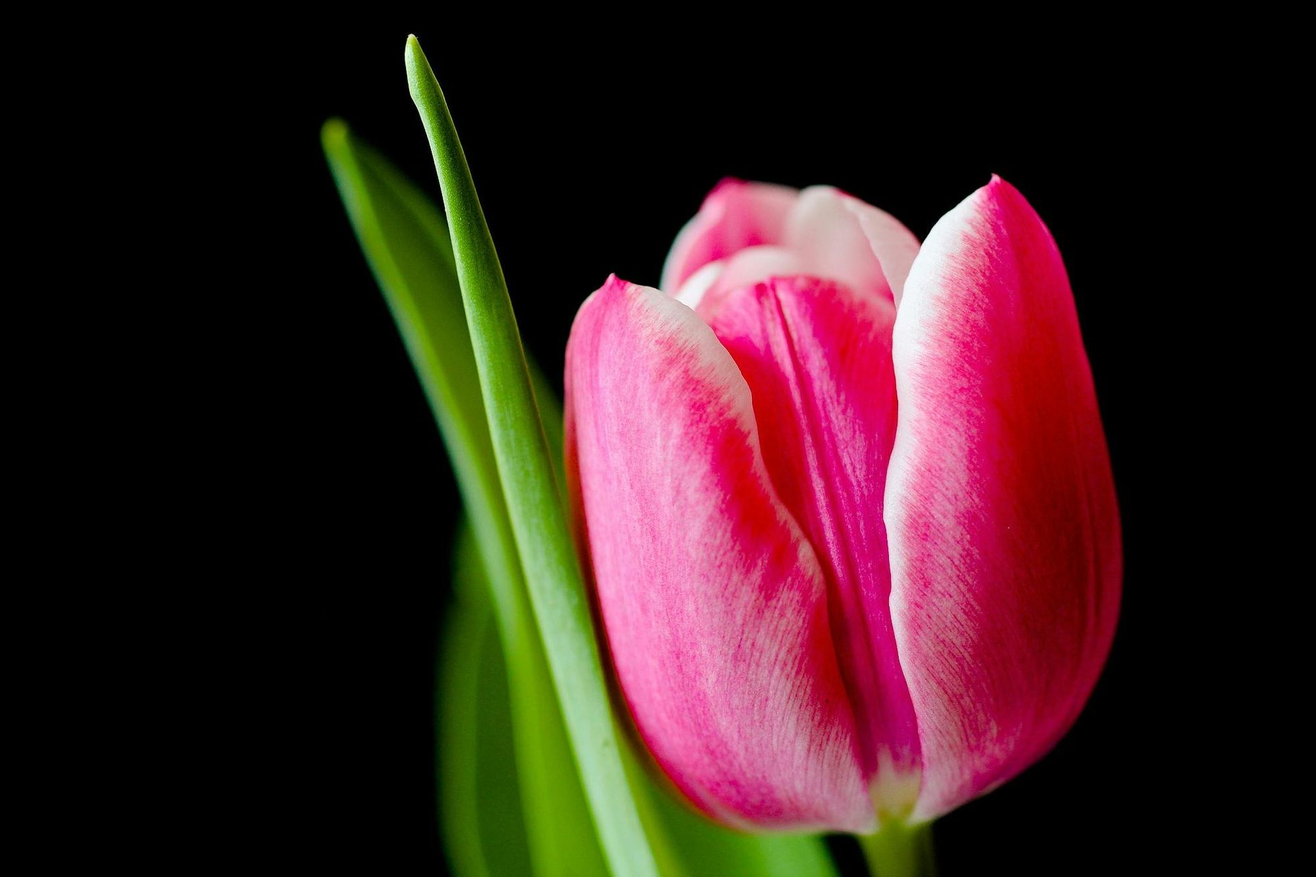 tulp paars met wit