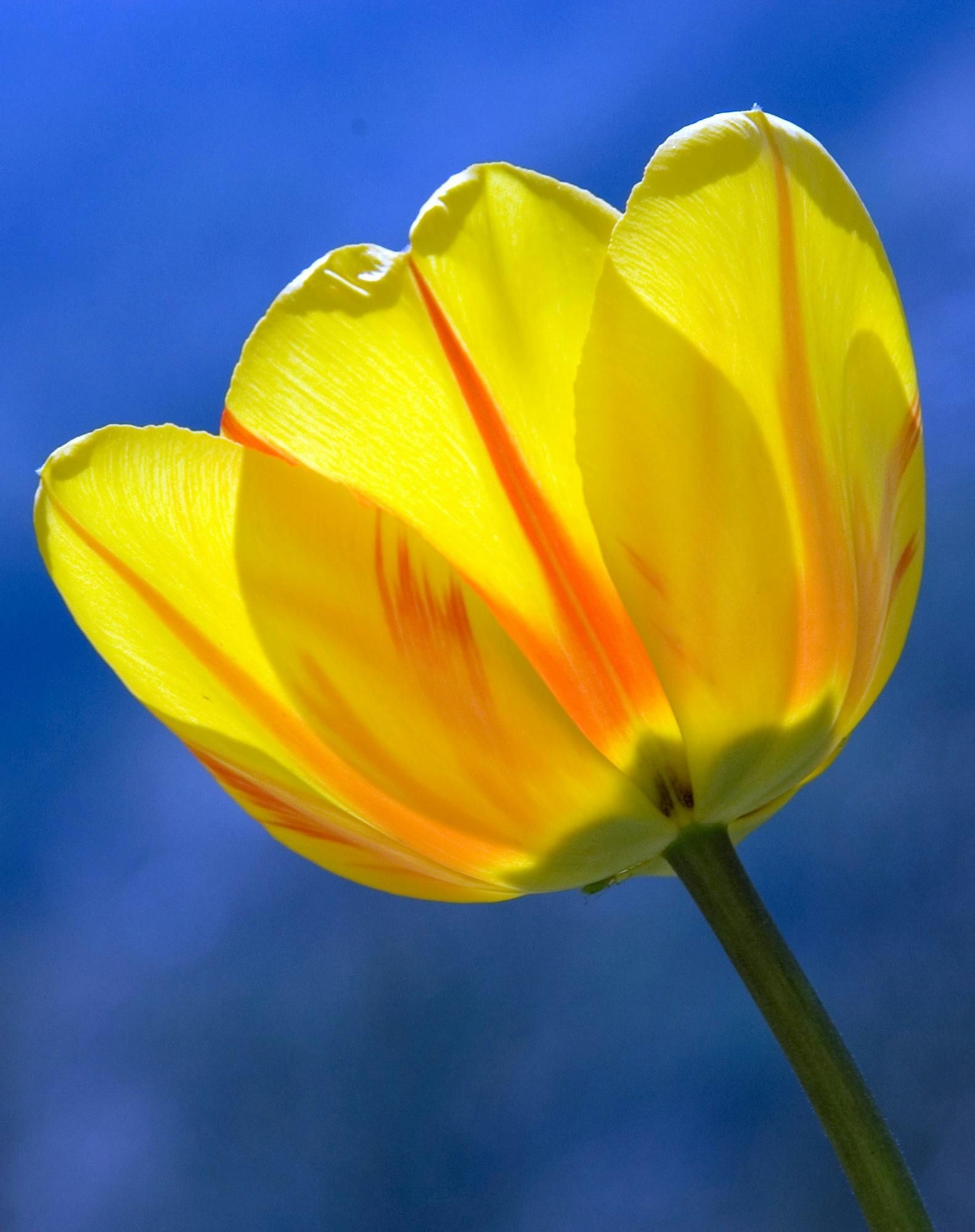 gele tulp open