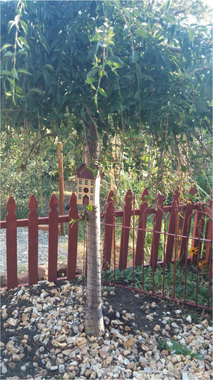 A tree in a garden next to a wooden fence and a birdhouse.