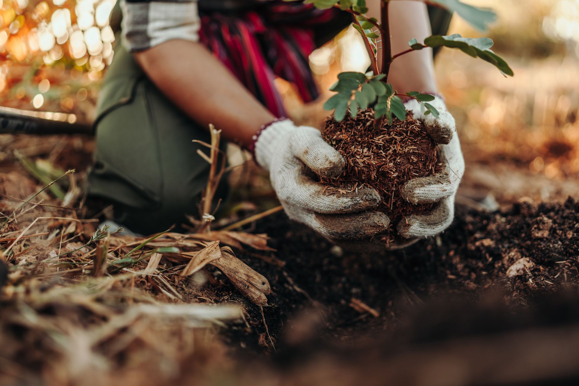 Gloved hands holding a small sapling over soil in a garden bed with warm autumn light