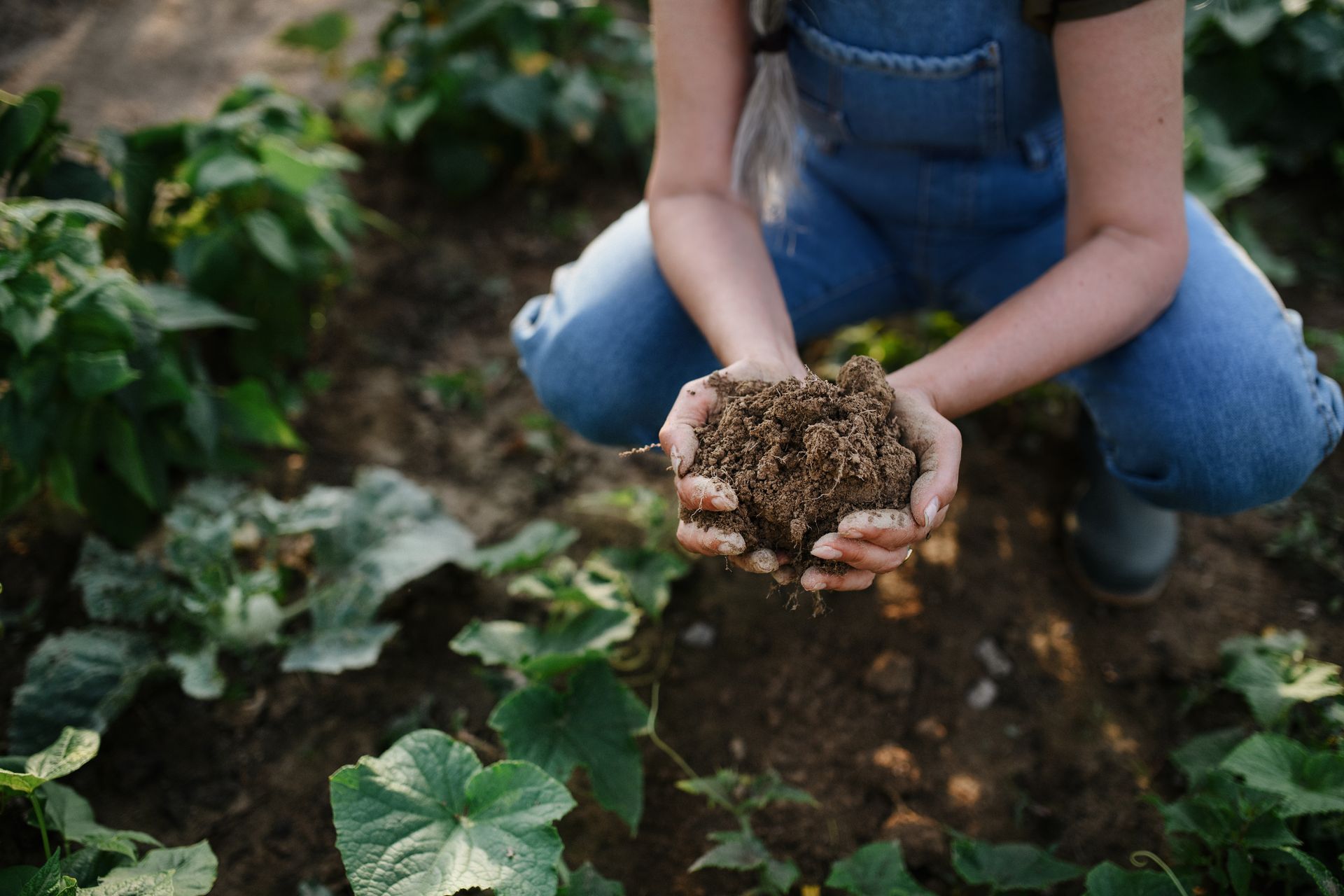 Person holding soil in a garden, wearing denim overalls, plants in the background.