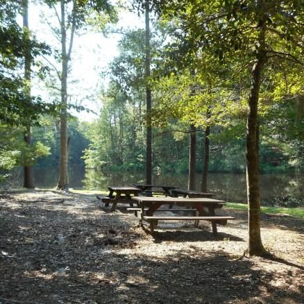 Picnic tables in a wooded park area, near a body of water.