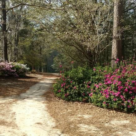 Dirt path through a wooded area with pink azalea bushes in bloom.