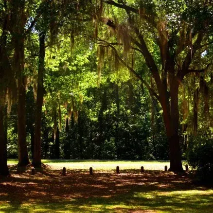Sunlit trees draped with Spanish moss frame a grassy area with short posts.