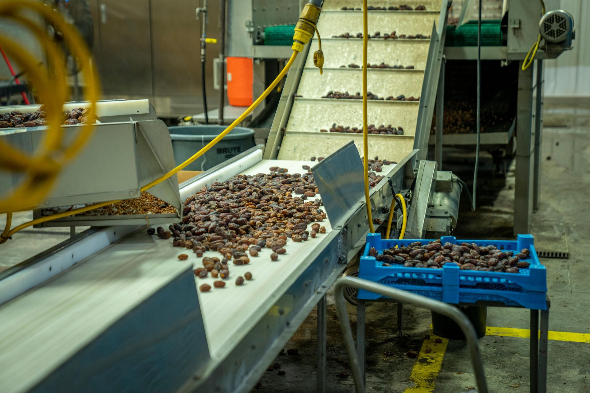 Coffee beans on a conveyor belt in a processing facility, with blue crates collecting beans nearby.