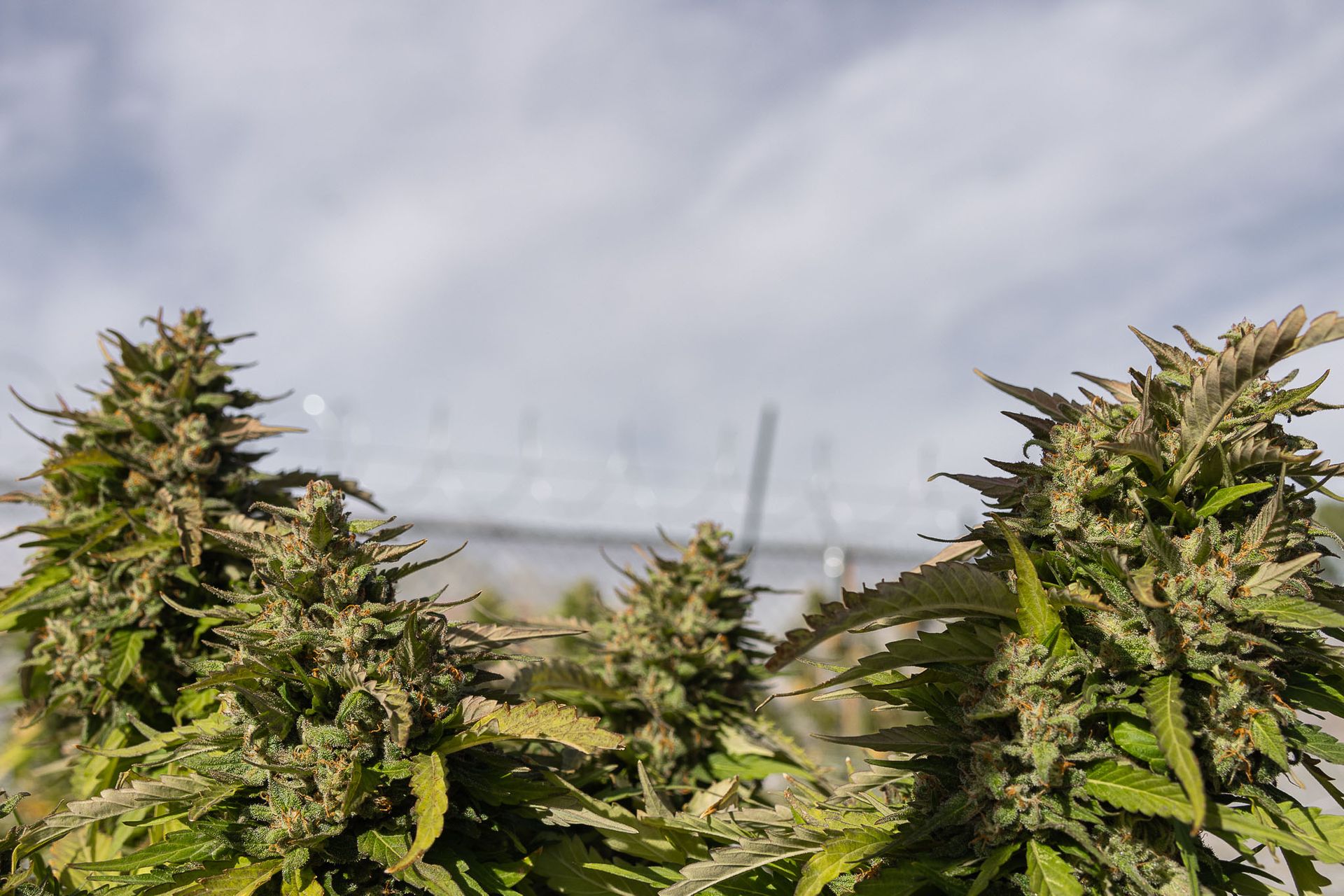 Toke Dispensary Premium Products Farmington, NM