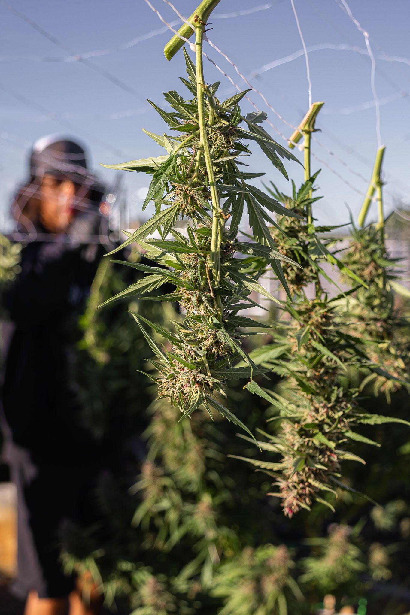 grown and operated locally in Farmington, NM